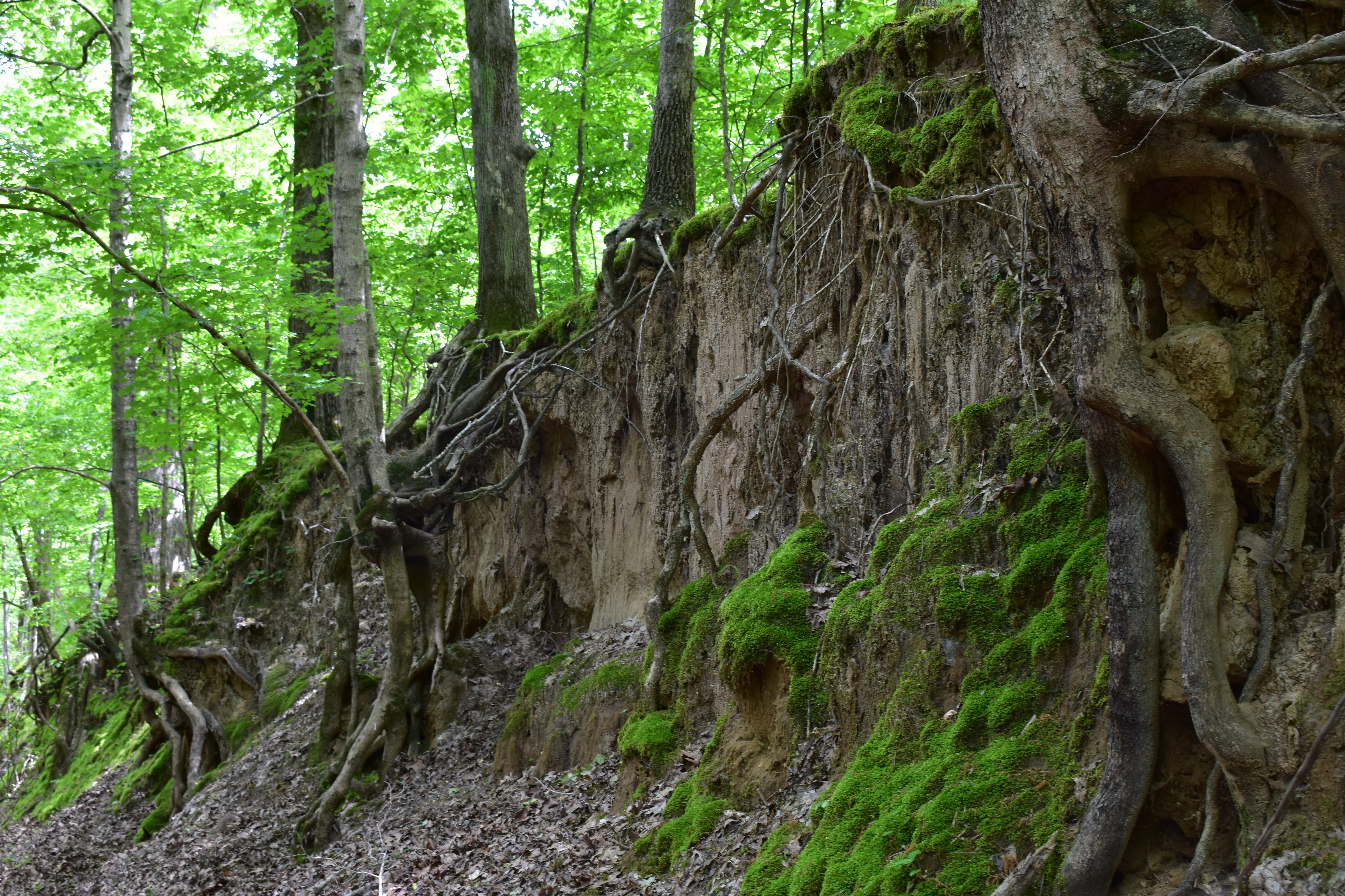 A loess bluff with trees growing into the side 
